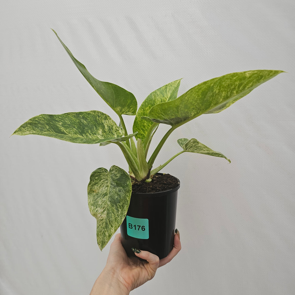 Philodendron giganteum Blizzard - SALE