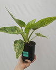 Philodendron giganteum Blizzard - SALE