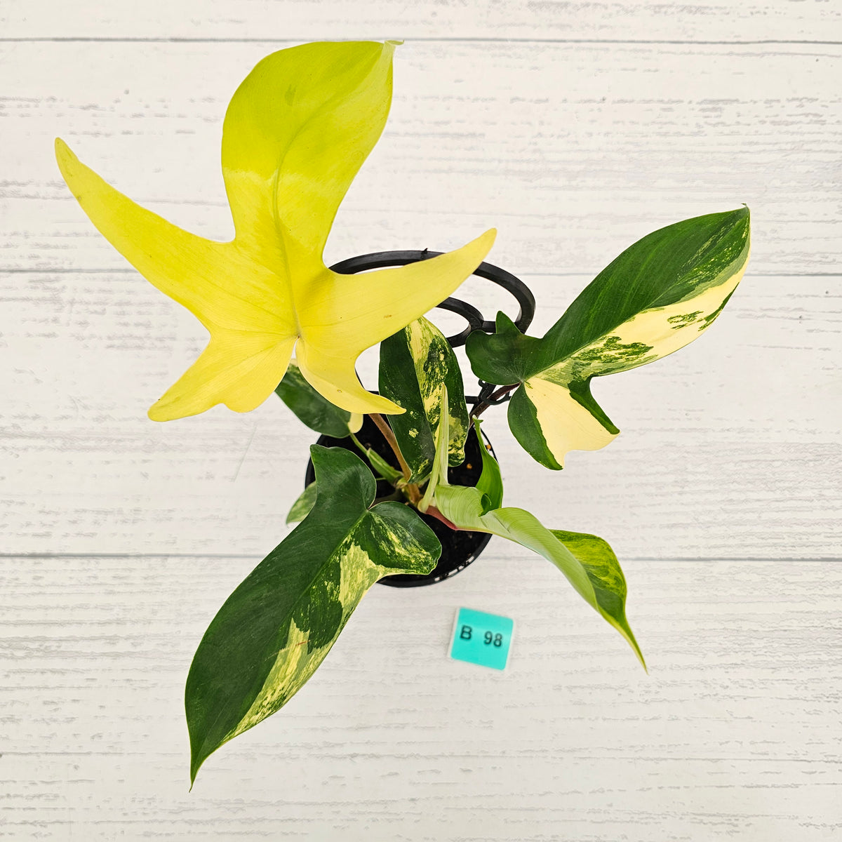 Philodendron pedatum 'Florida Beauty'