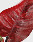 Philodendron erubescens Black Cardinal F. Variegata