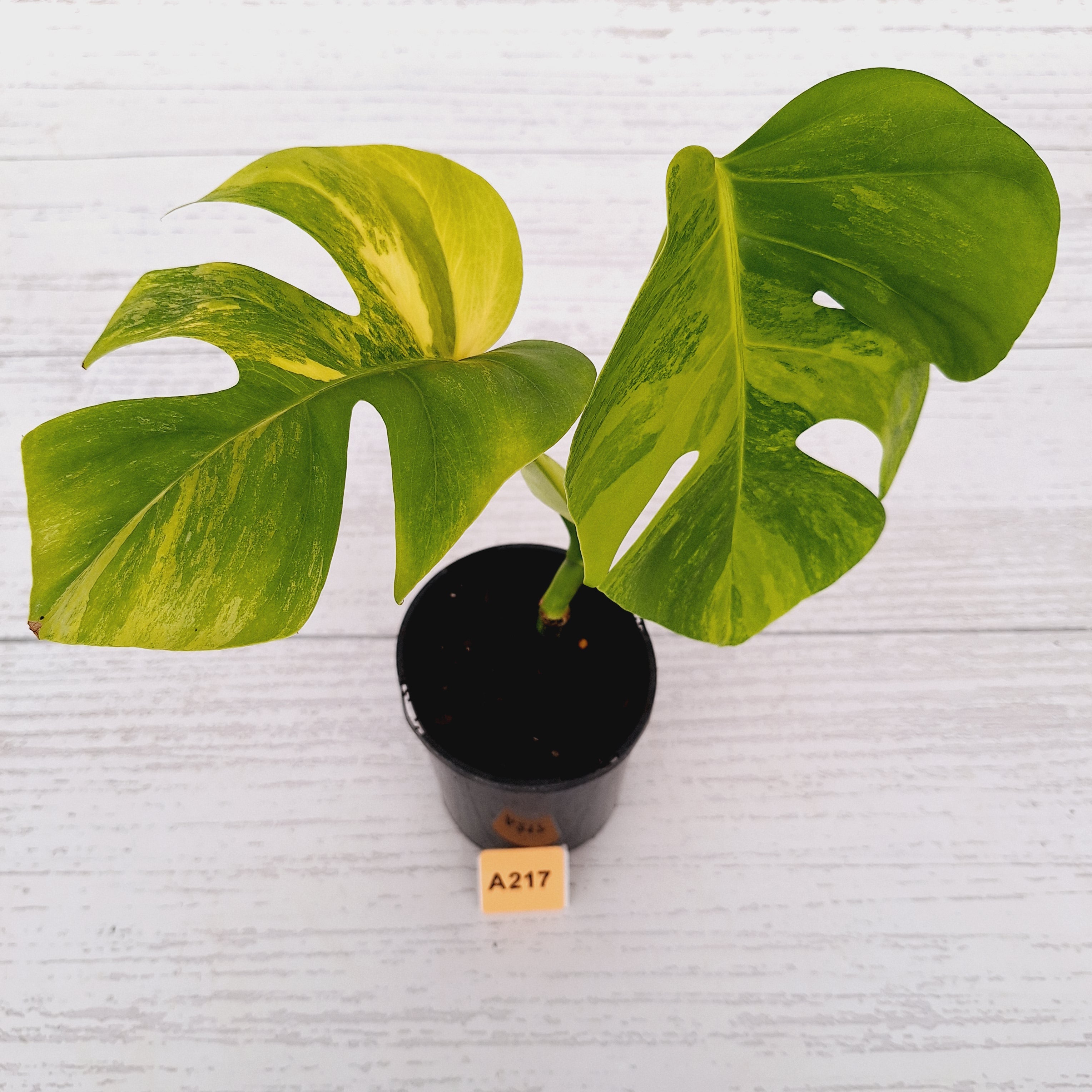 Monstera borsigiana &#39;Aurea&#39;