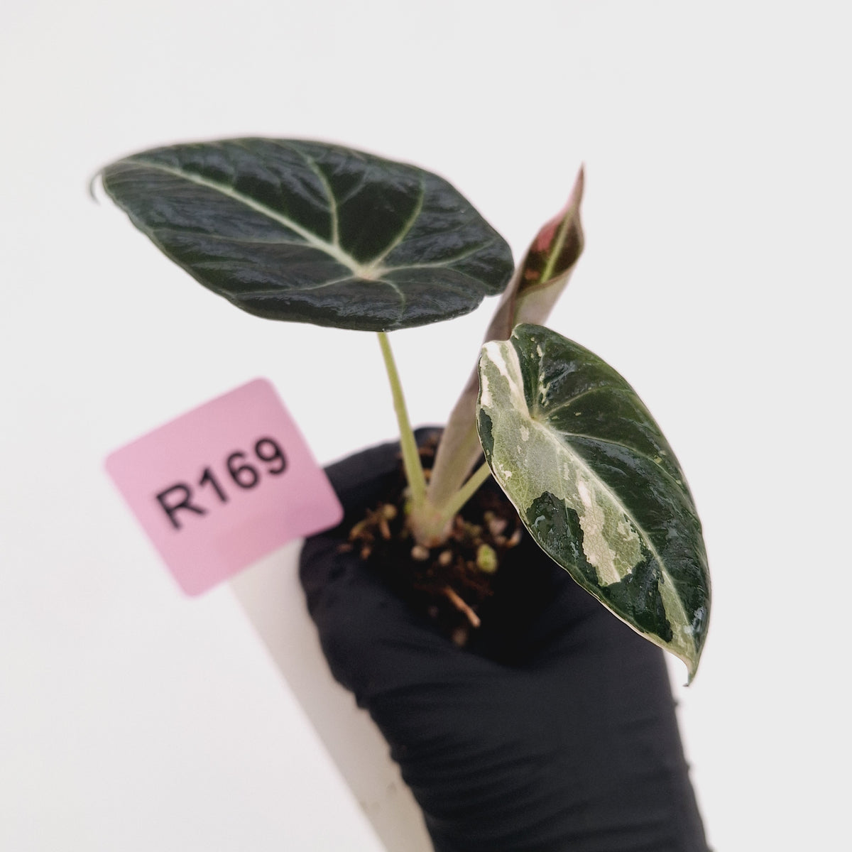 Alocasia reginula 'Black Velvet variegata' - Bare Bottom Baby