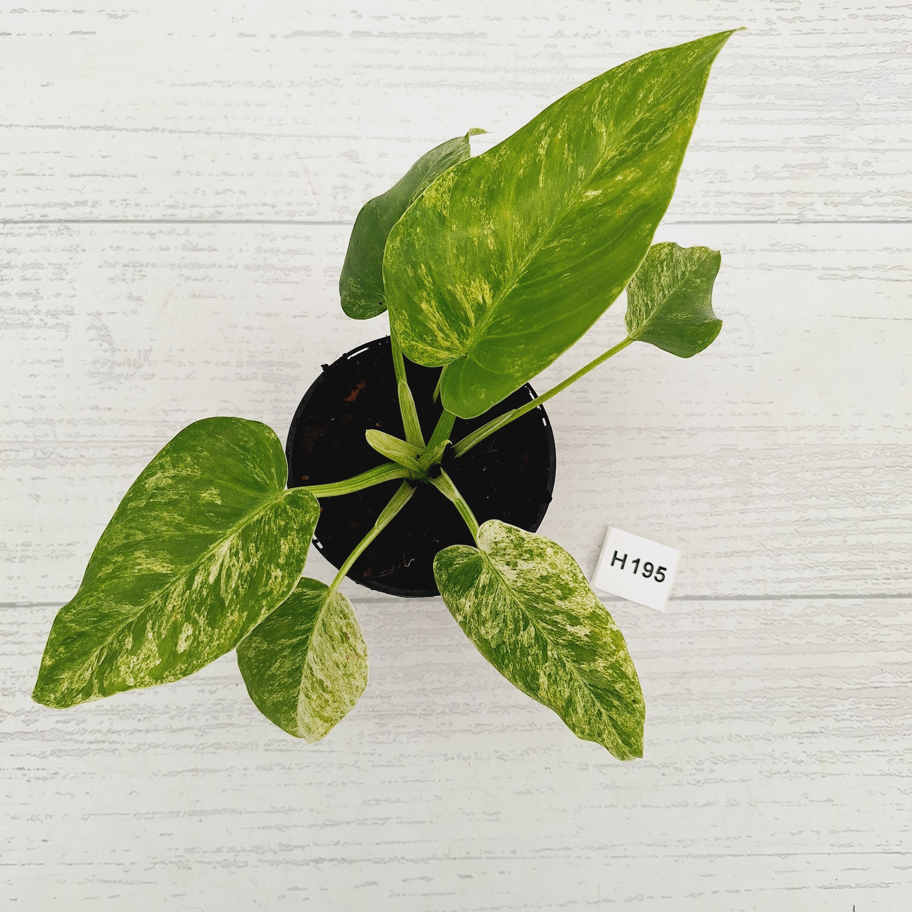 Philodendron giganteum Blizzard - SALE