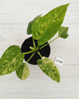 Philodendron giganteum Blizzard - SALE
