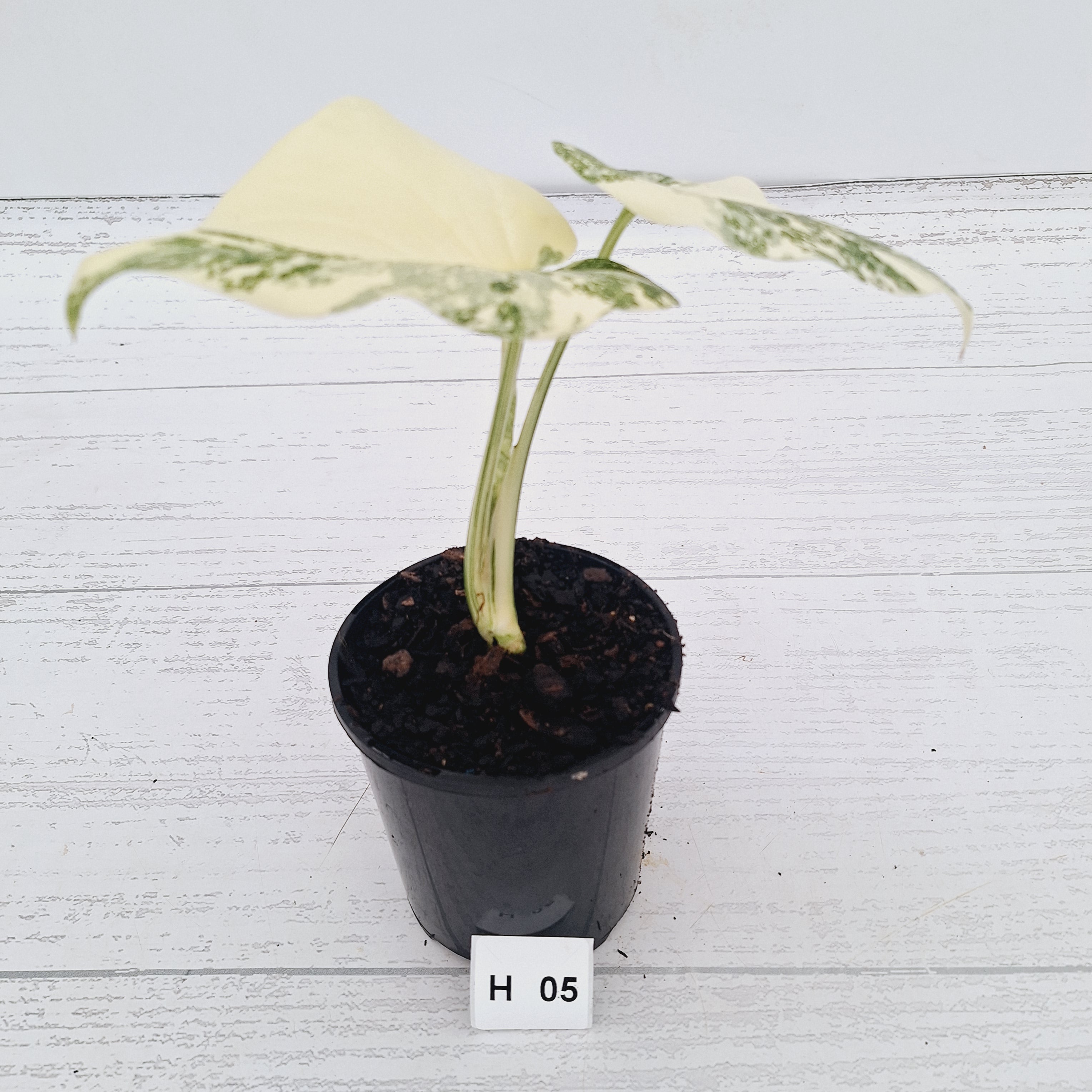 Monstera deliciosa Thai Constellation Sports