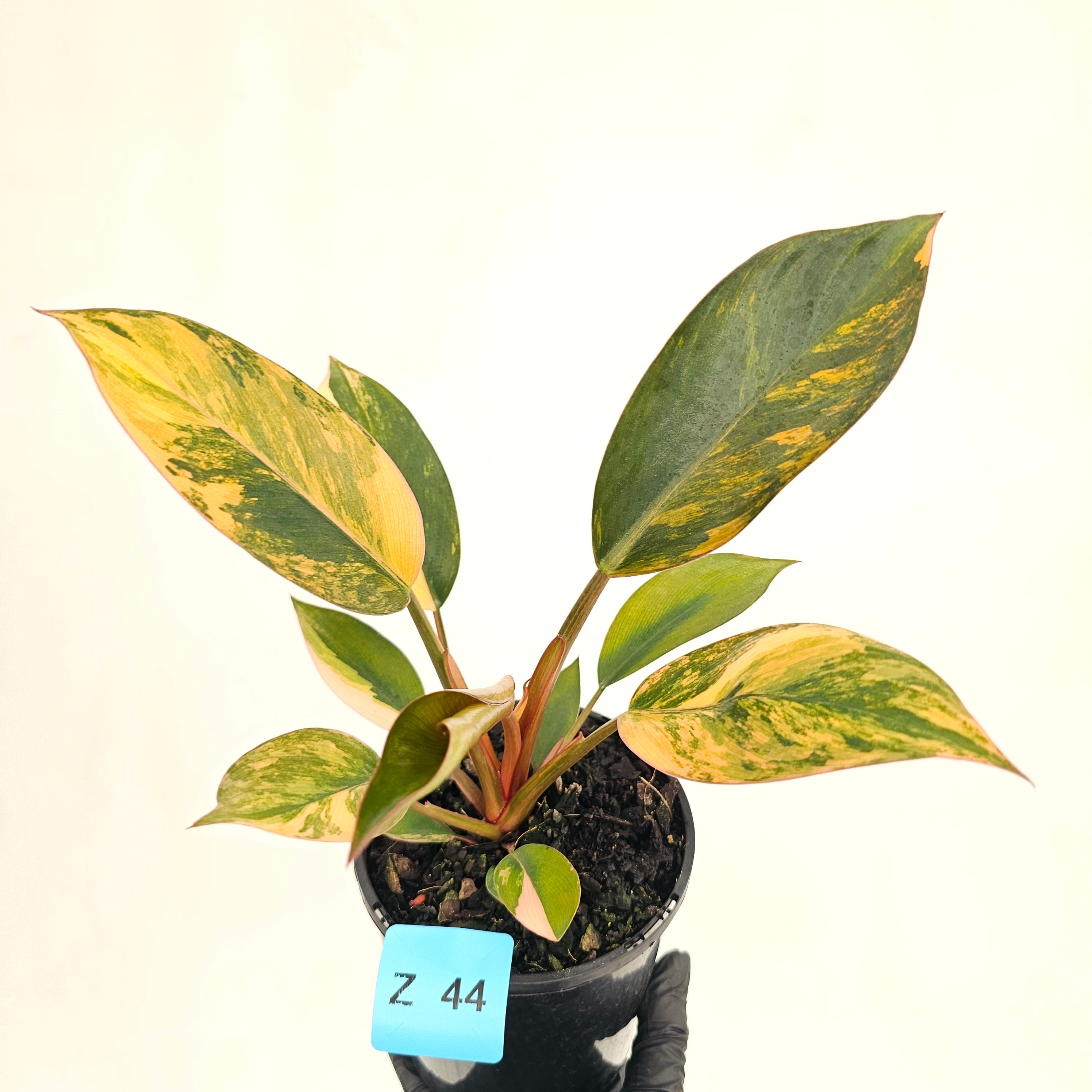 Philodendron 'Rojo Congo Variegated' 125mm