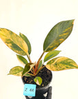 Philodendron 'Rojo Congo Variegated' 125mm