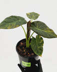 Alocasia 'Regal Shields'  variegata