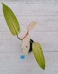 Philodendron  'Whipple Way' SALE