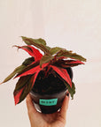 Homalomena Humilis Jungle Satin Variegata - SALE