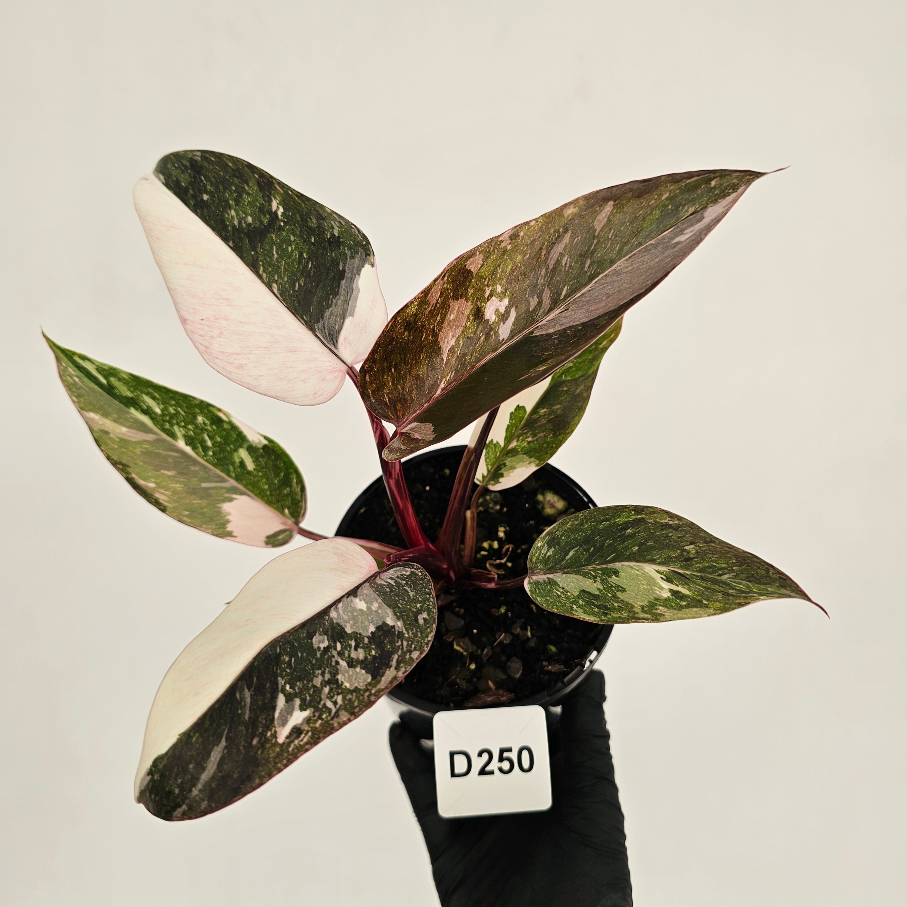 Philodendron 'Pink Princess Galaxy Marble' Sport