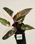 Philodendron 'Pink Princess Galaxy Marble' Sport