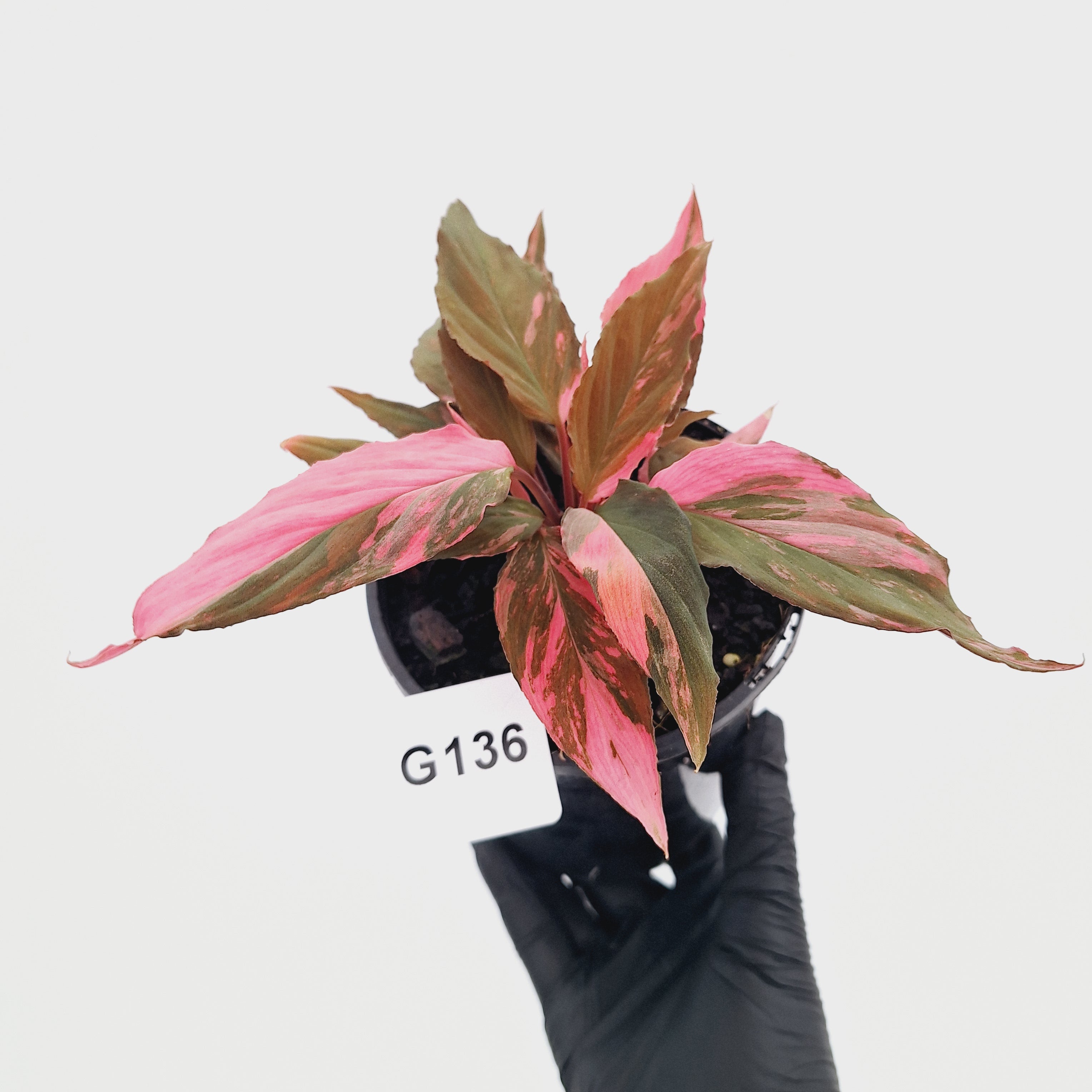 Homalomena Humilis Jungle Satin Variegata