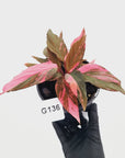 Homalomena Humilis Jungle Satin Variegata