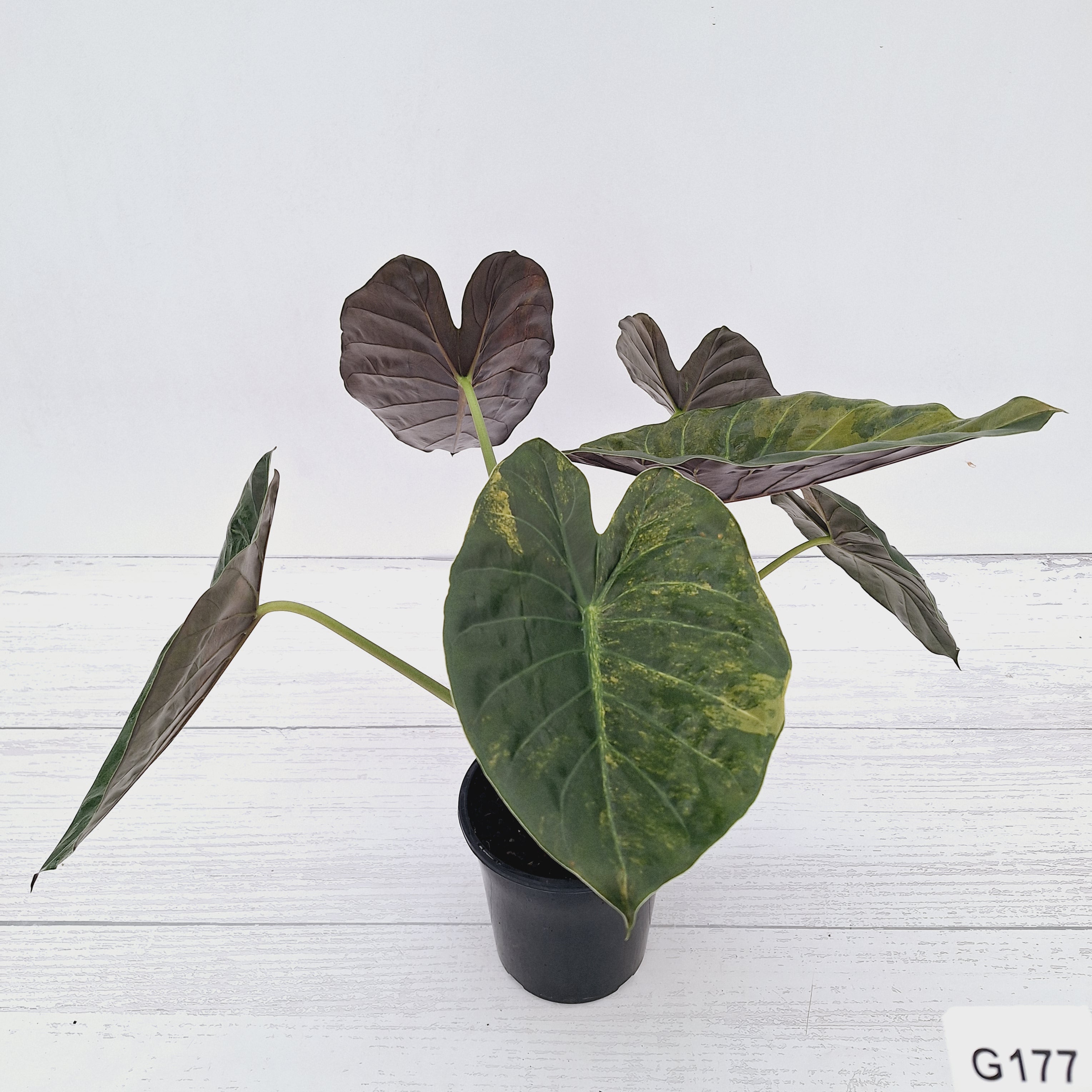 Alocasia ‘wentii’ Variegated