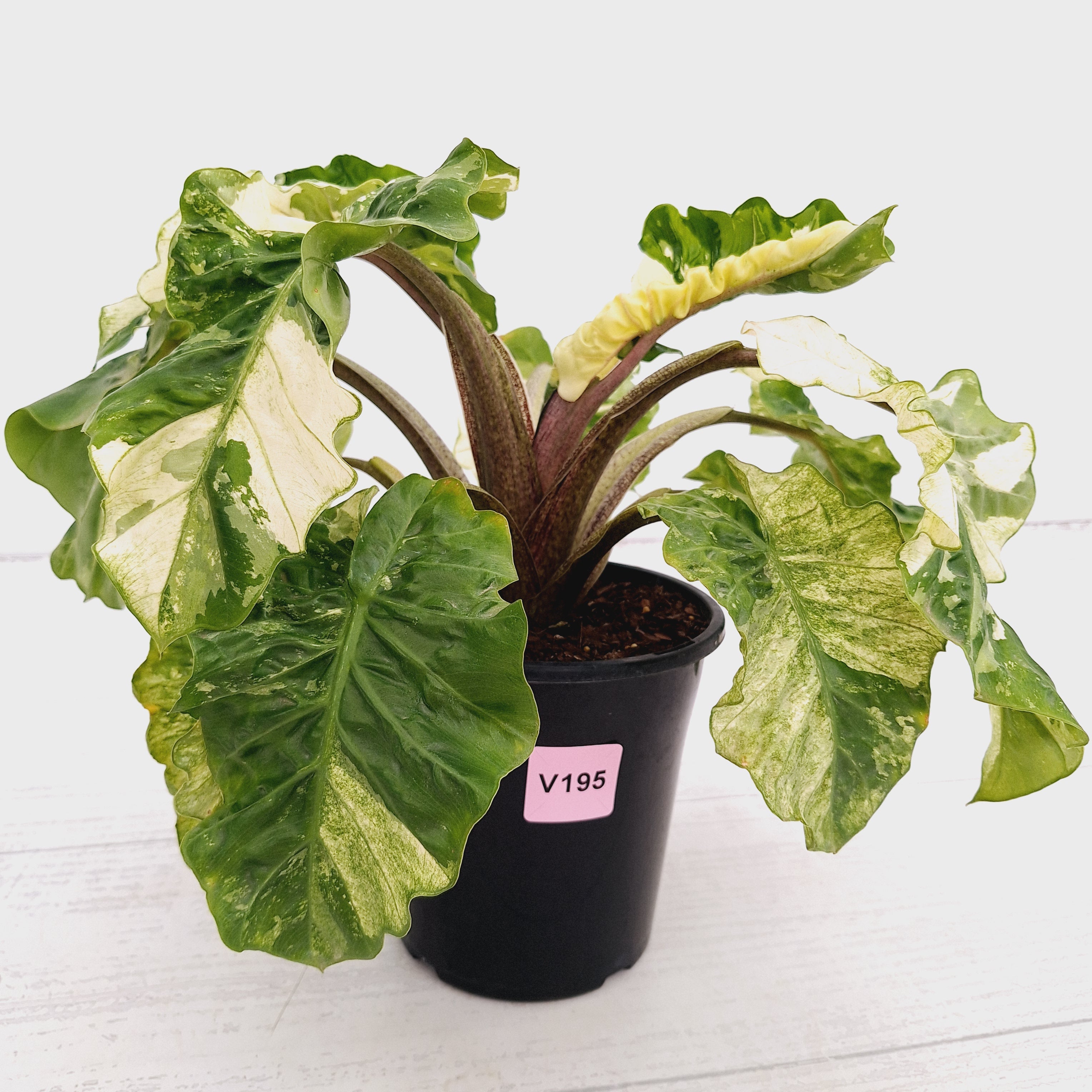 Alocasia odora x portei Low Rider Variegata - SALE