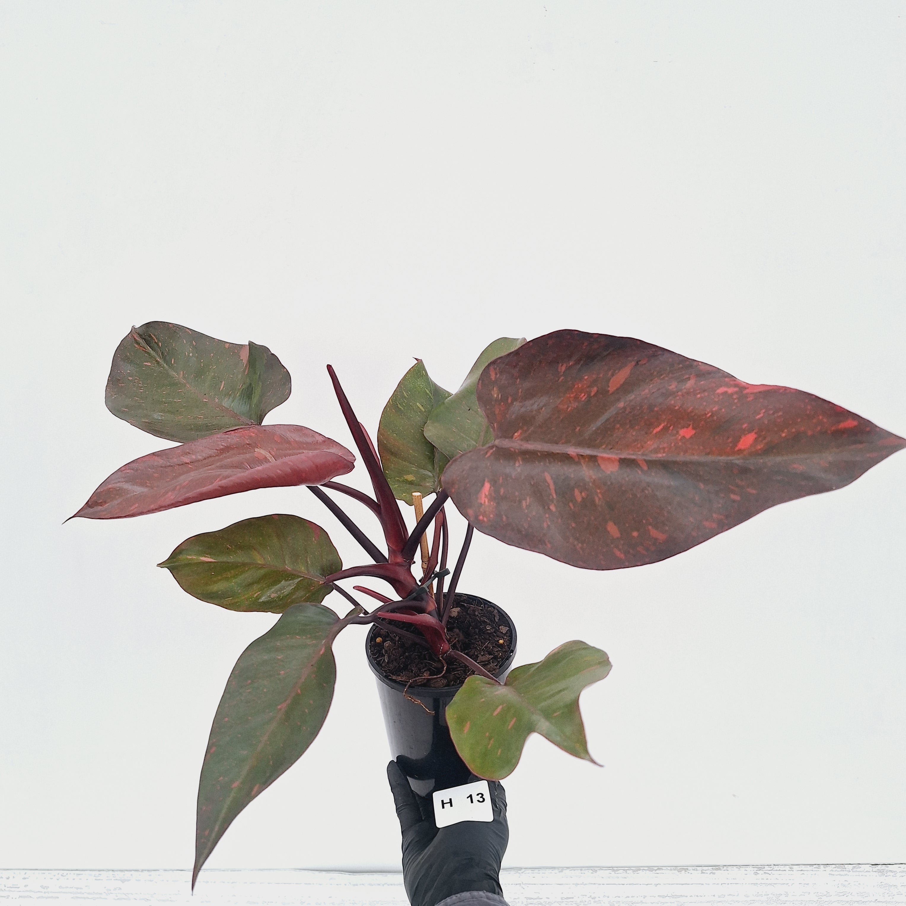 Philodendron 'Orange Princess' - FLASH SALE