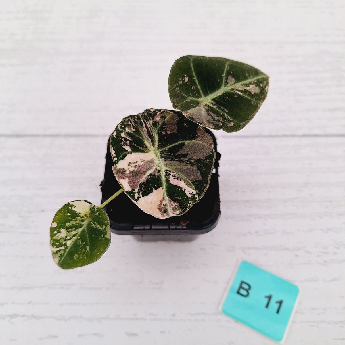 Alocasia reginula 'Black Velvet variegata'