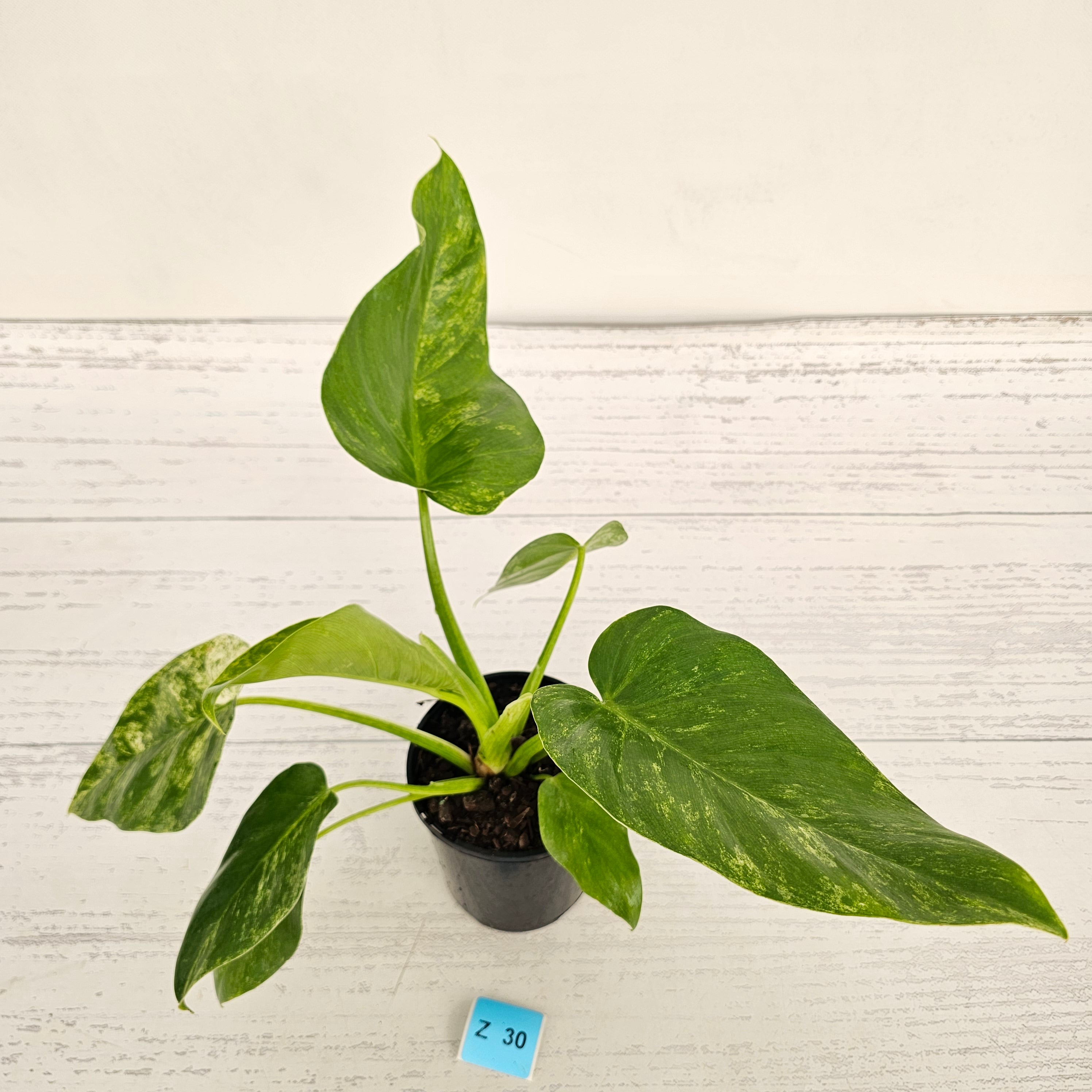 Philodendron giganteum Blizzard - SALE