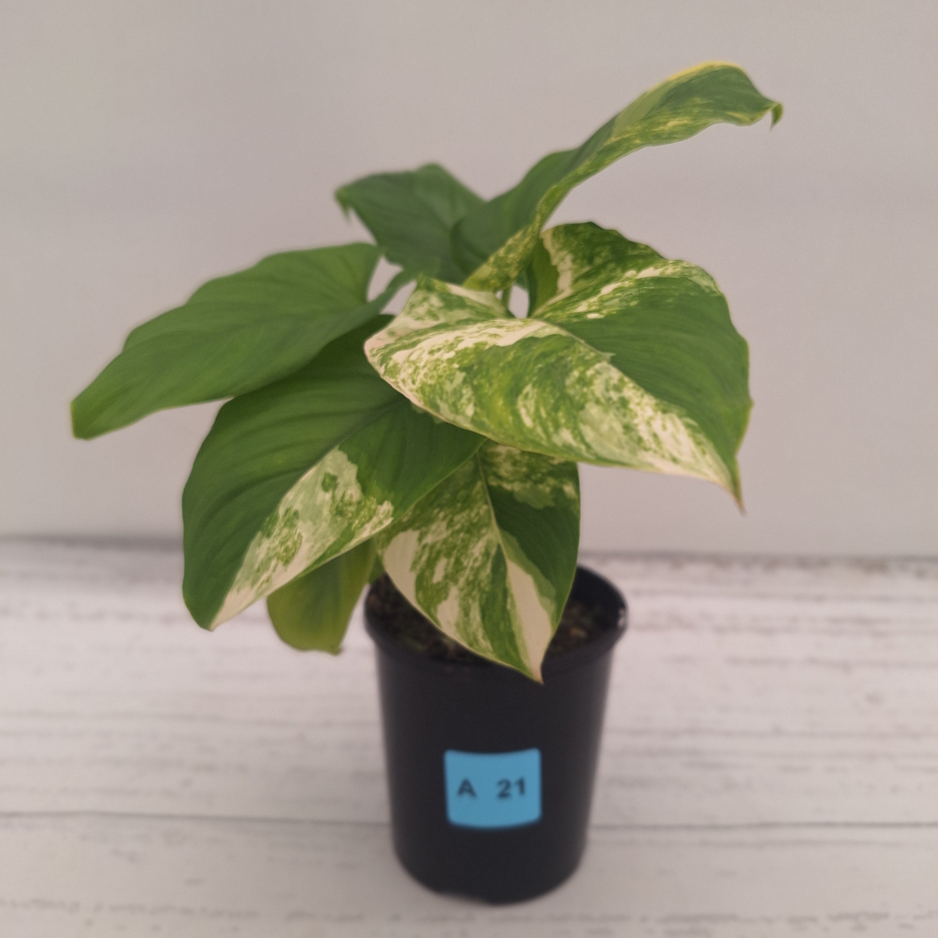 Homalomena rubescens Variegata