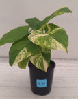 Homalomena rubescens Variegata