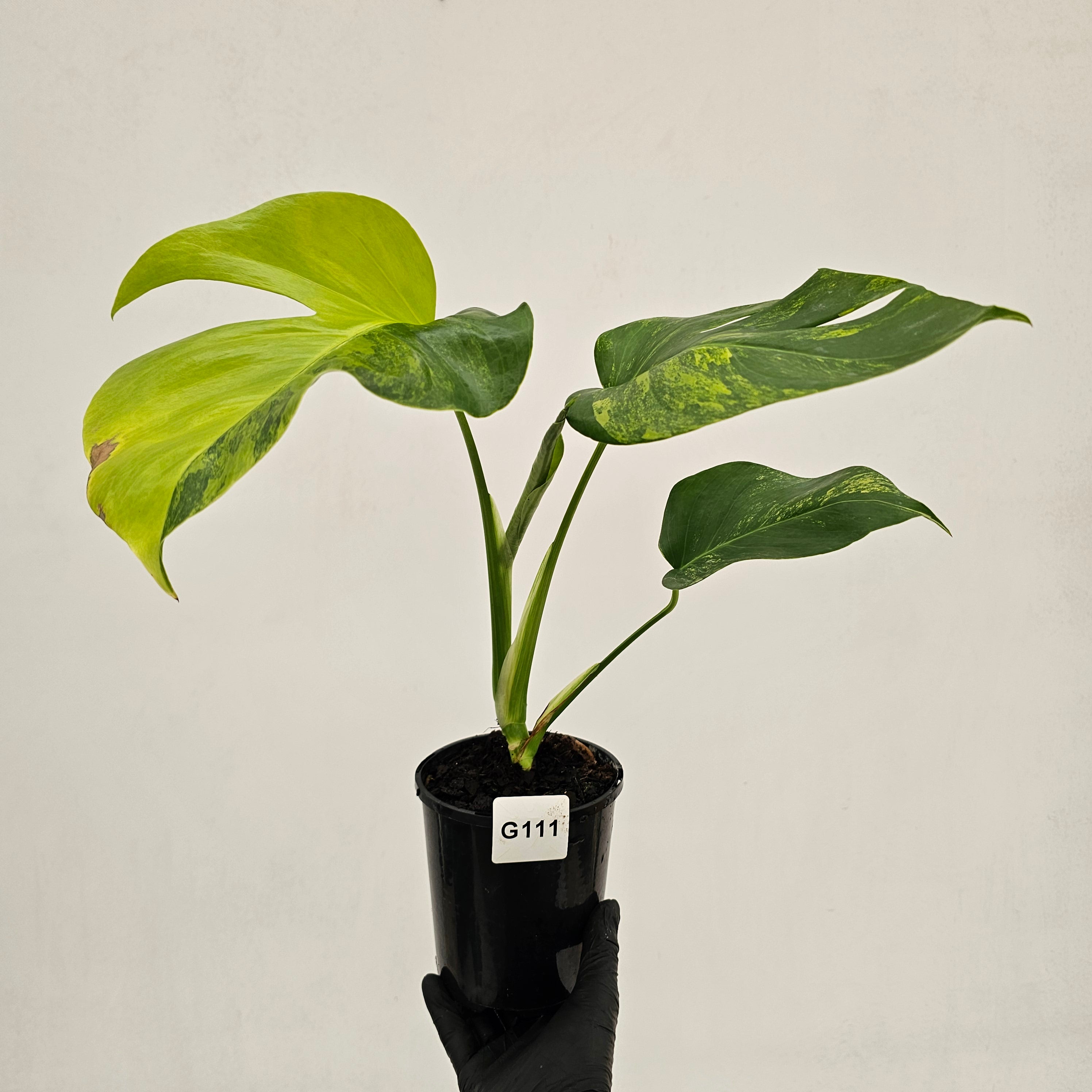 Monstera borsigiana Aurea