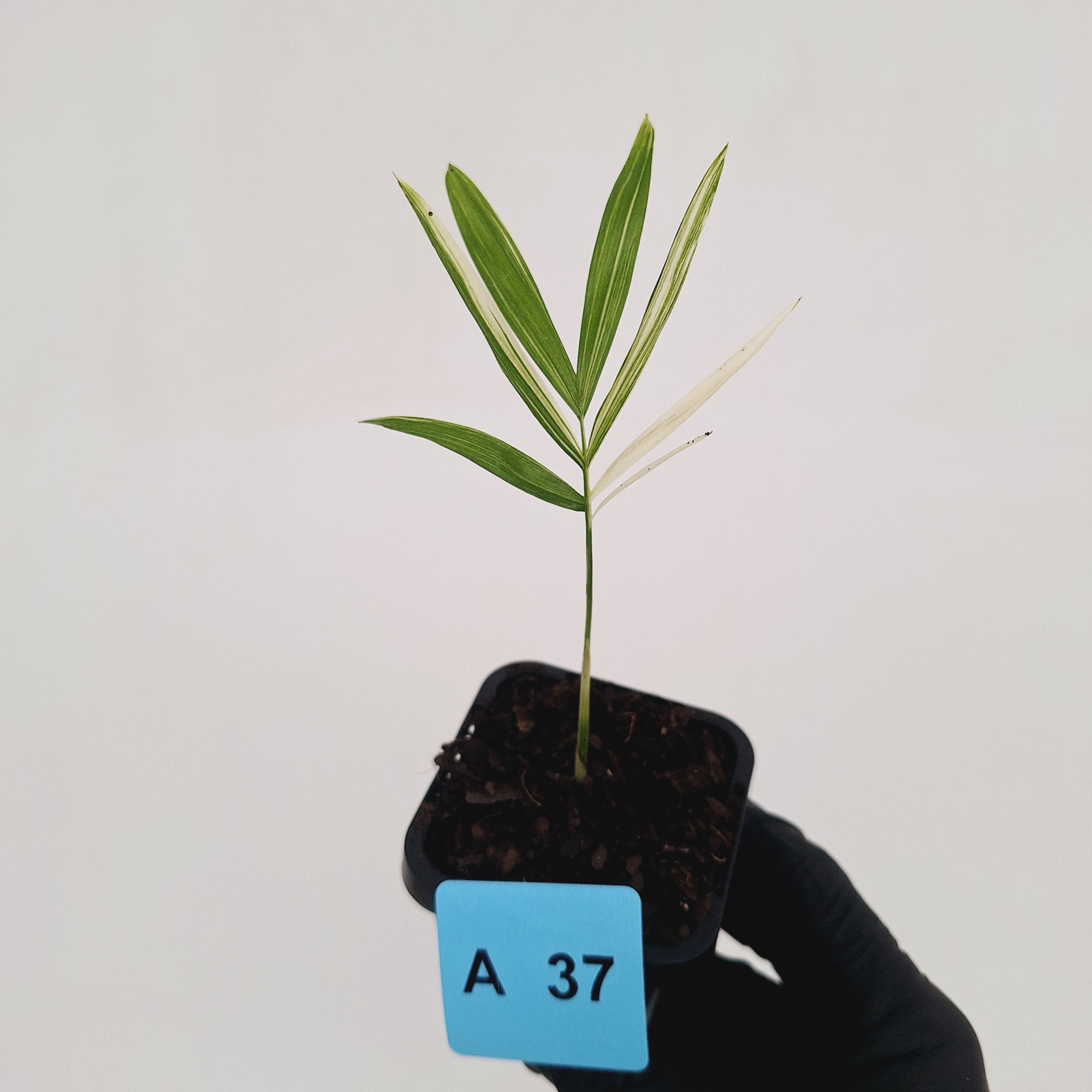 Chamaedorea elegans Parlour Palm Variegated