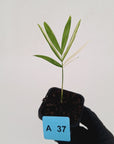 Chamaedorea elegans Parlour Palm Variegated