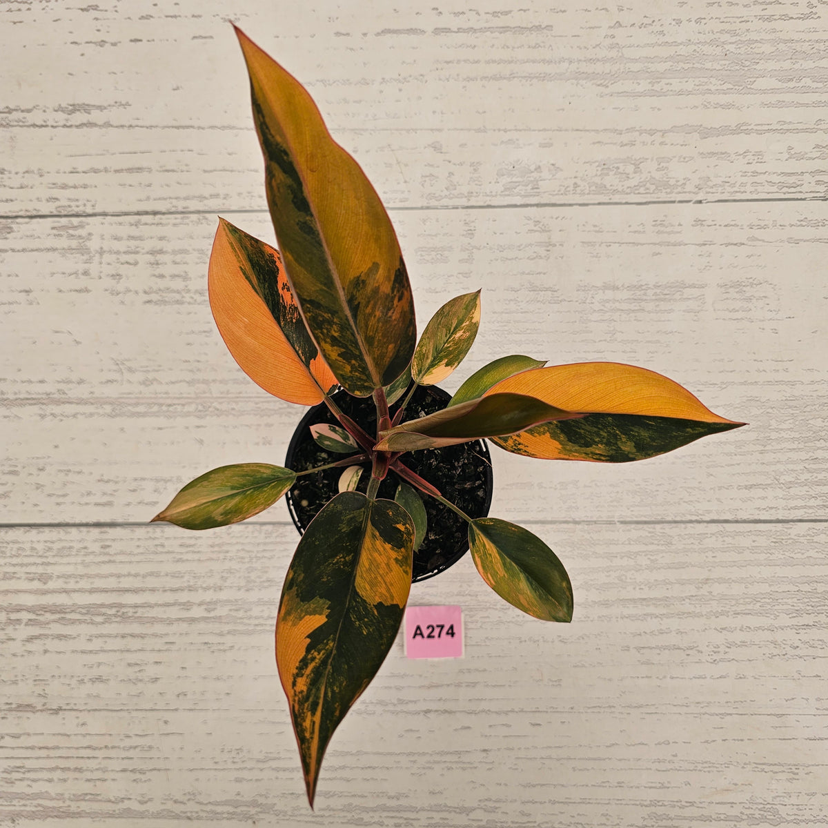 Philodendron 'Rojo Congo Variegated' 125mm - SALE