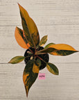 Philodendron 'Rojo Congo Variegated' 125mm - SALE