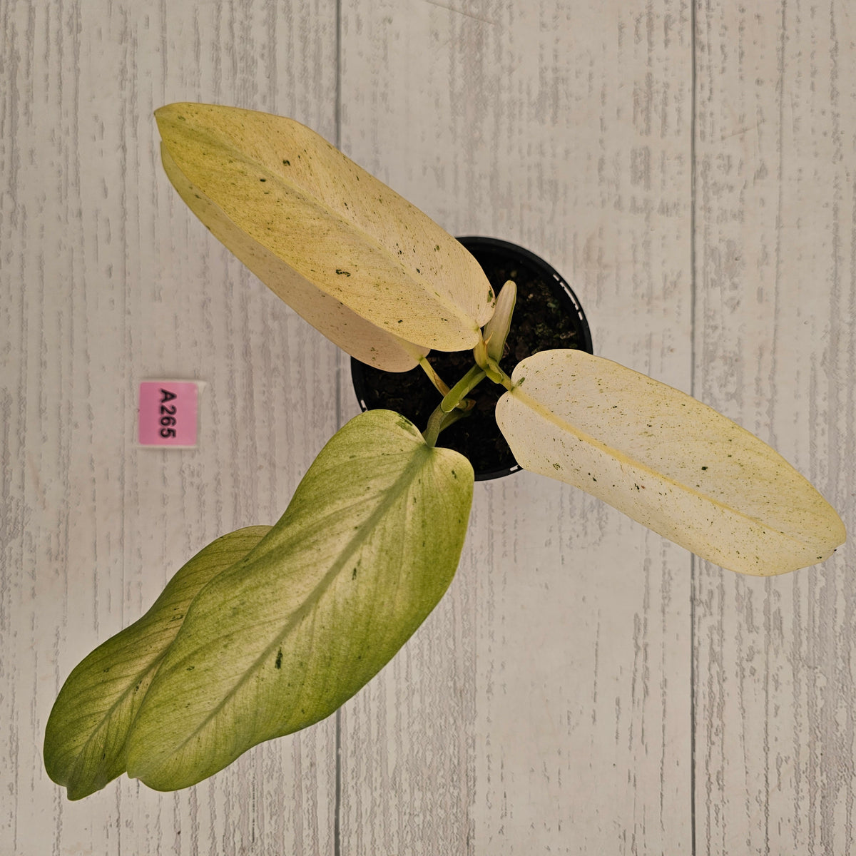 Philodendron  'Whipple Way' SALE