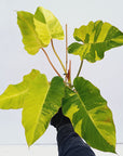 Philodendron pinnatifidum 'Jungle Fever'