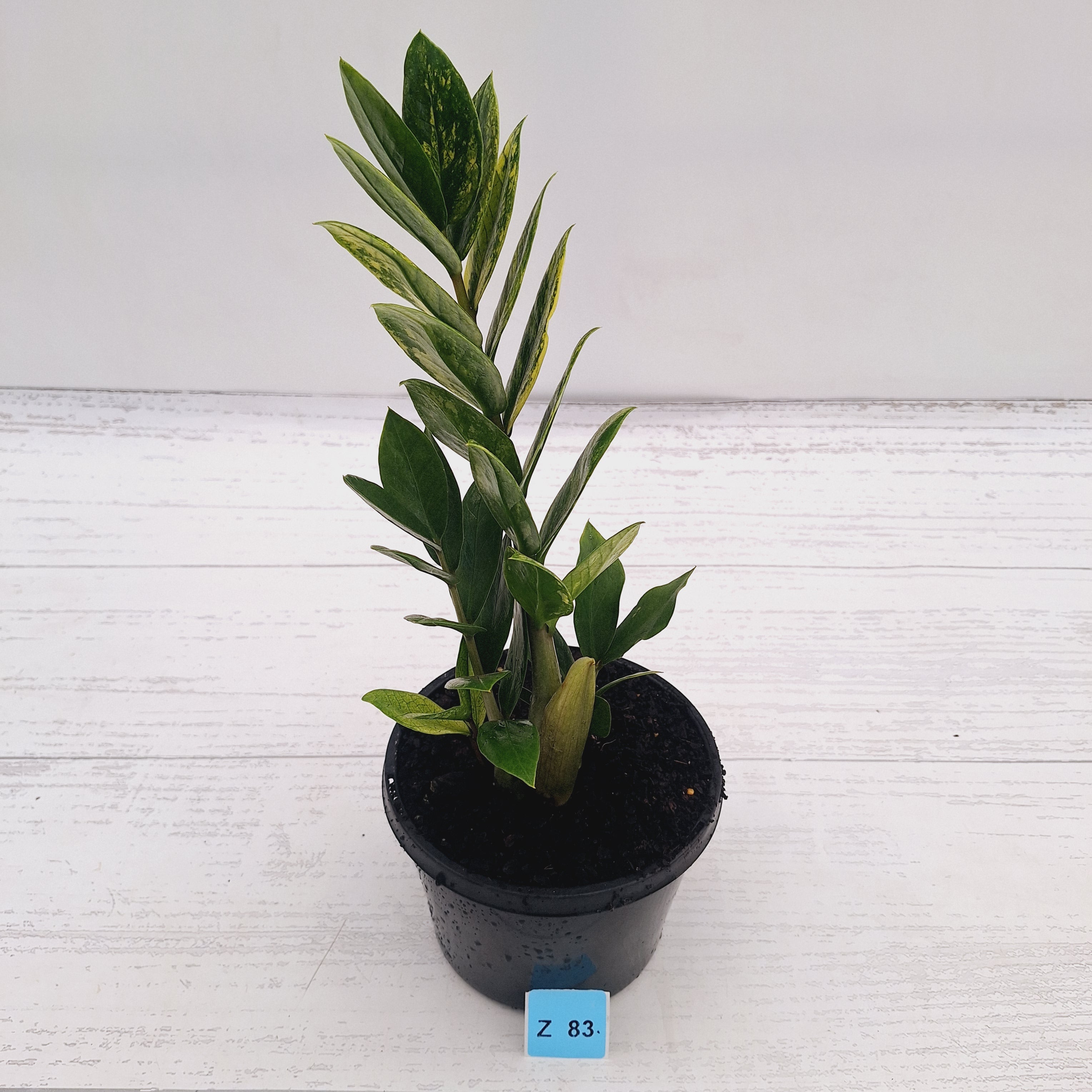 Zamioculcas zamiifolia Variegated ZZ Plant