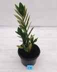 Zamioculcas zamiifolia Variegated ZZ Plant
