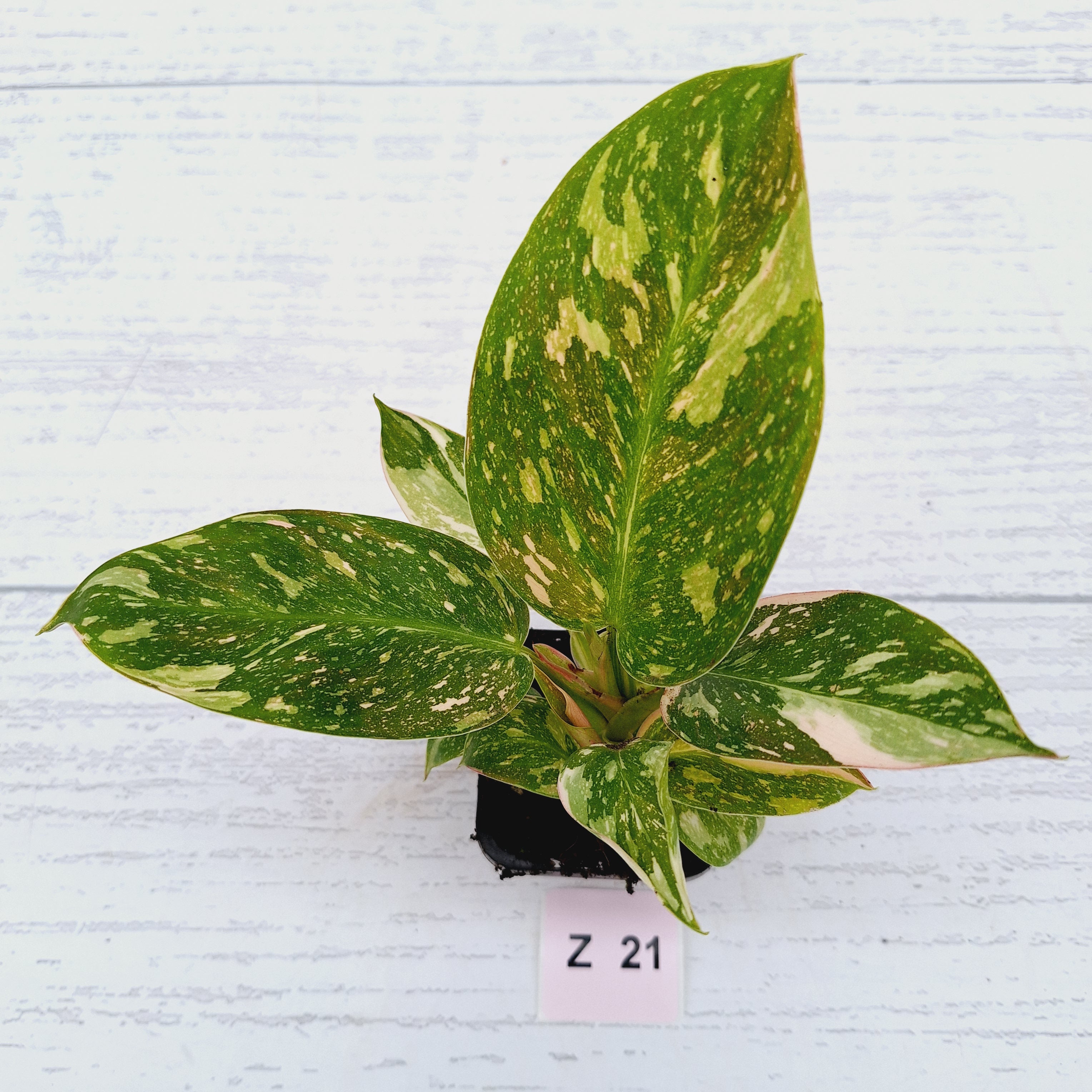 Philodendron Green Congo Variegata (Nuclear)