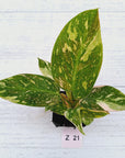Philodendron Green Congo Variegata (Nuclear)
