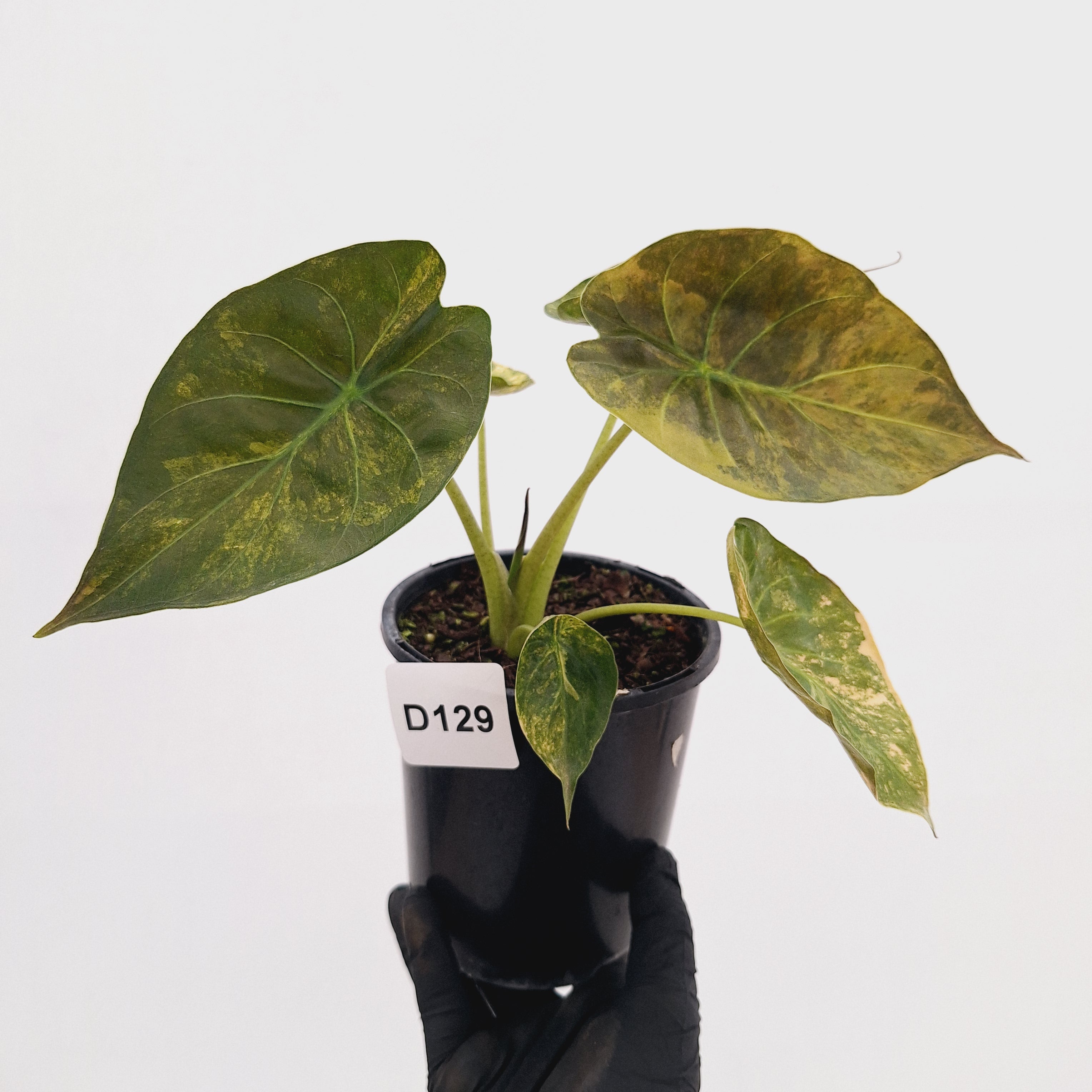 Alocasia ‘wentii’ Variegated