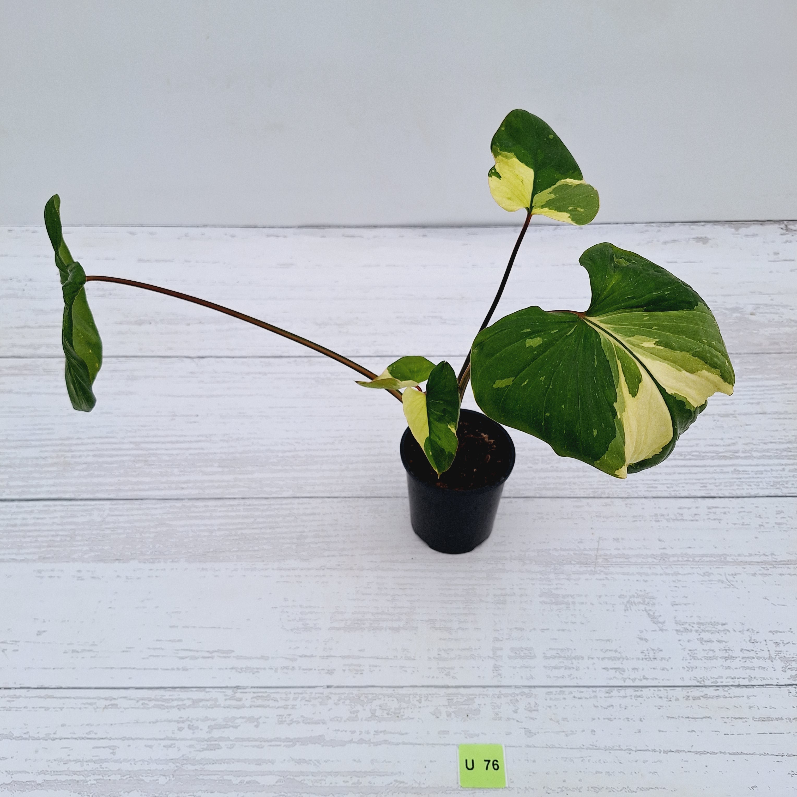 Homalomena rubescens Variegata