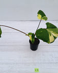 Homalomena rubescens Variegata