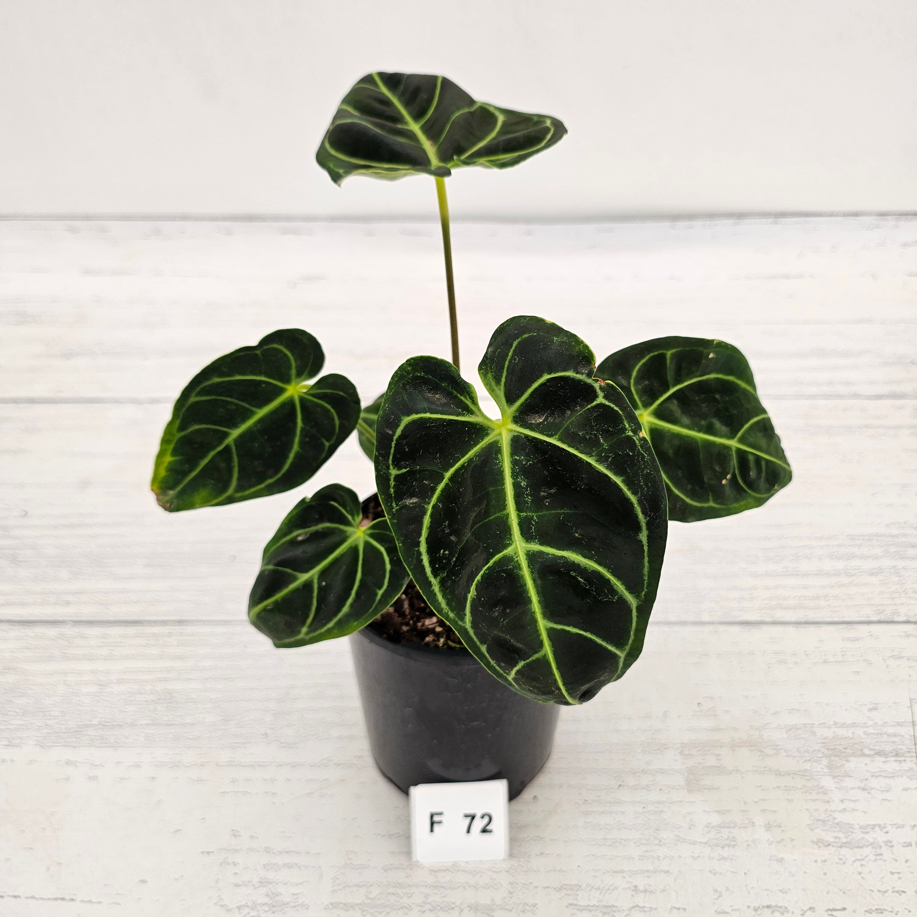 Anthurium Regale