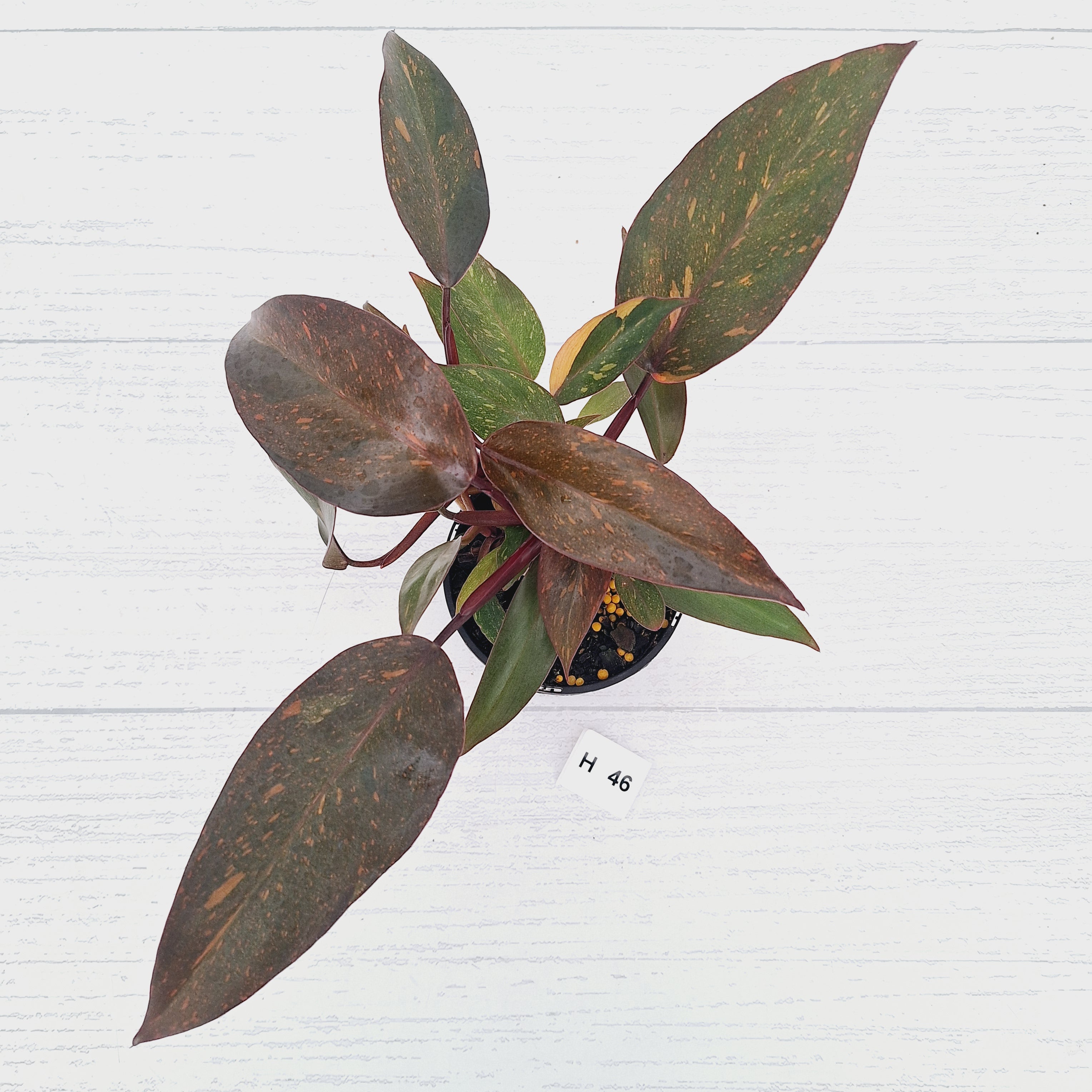 Philodendron 'Orange Princess' - FLASH SALE