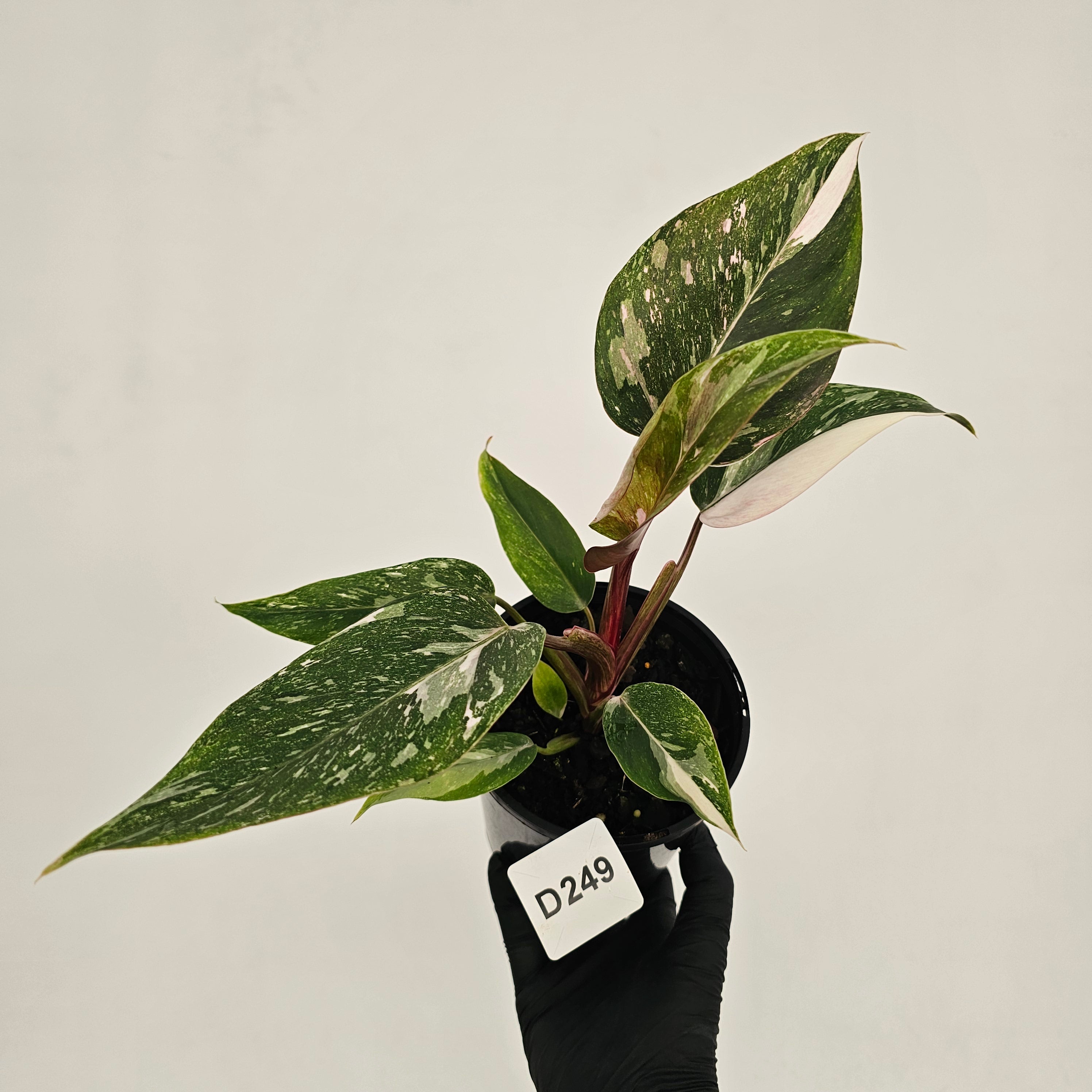 Philodendron 'Pink Princess Galaxy Marble' Sport