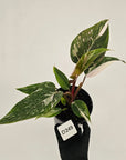 Philodendron 'Pink Princess Galaxy Marble' Sport