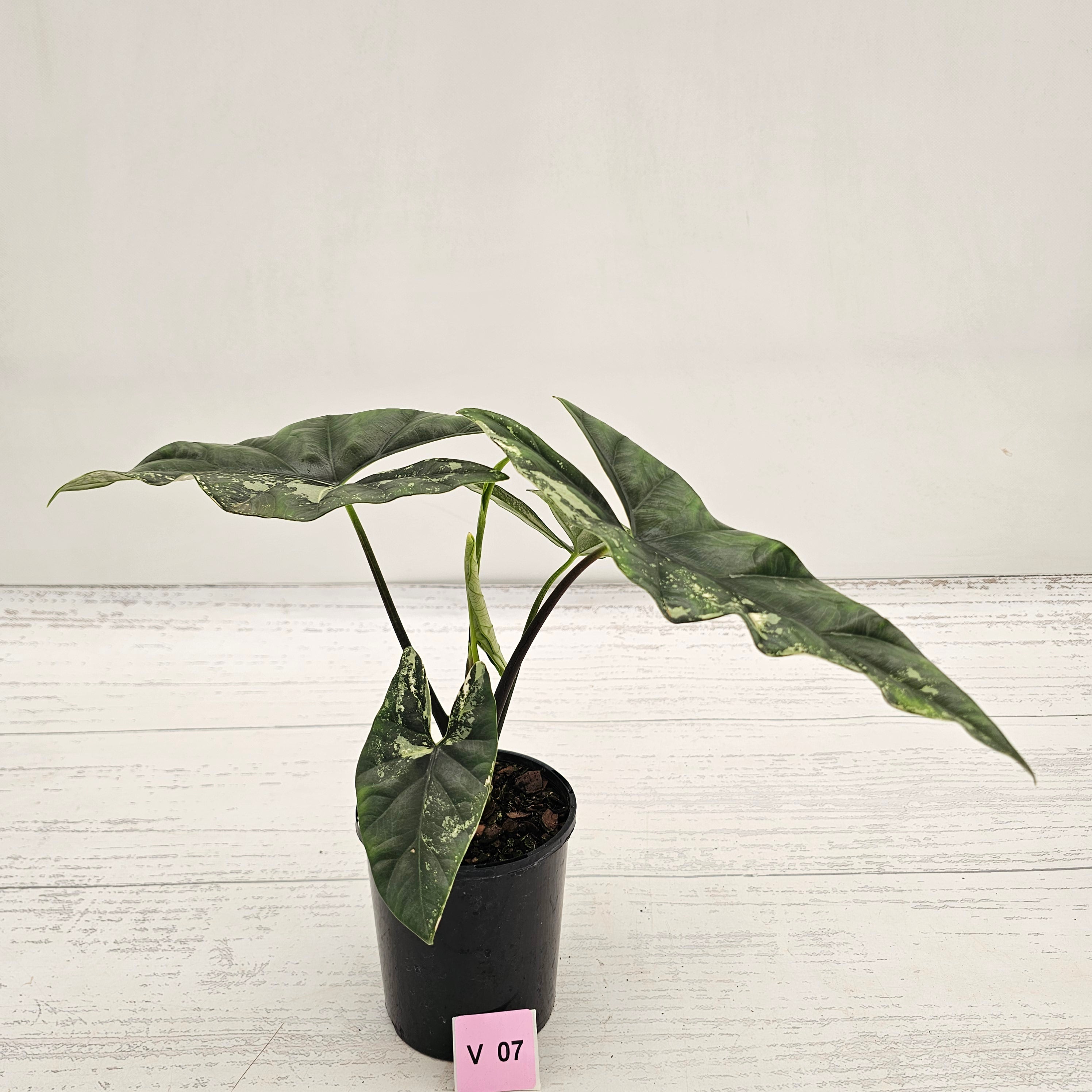 Alocasia ‘Simpo Albo’ Variegata - SALE