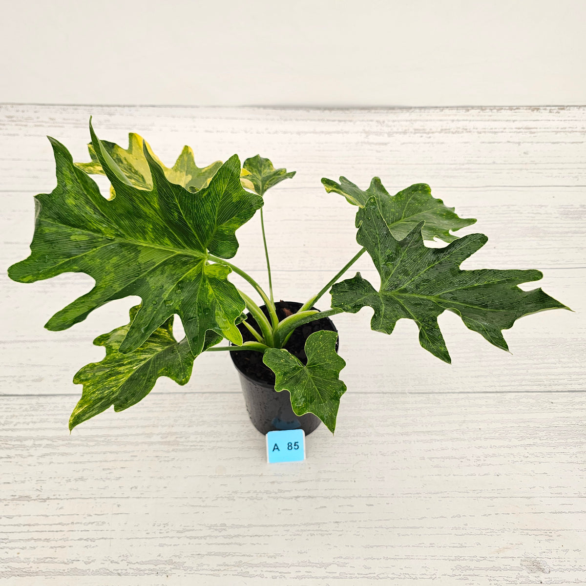 Philodendron bipinnatifidum variegata - SALE