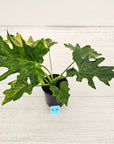 Philodendron bipinnatifidum variegata - SALE