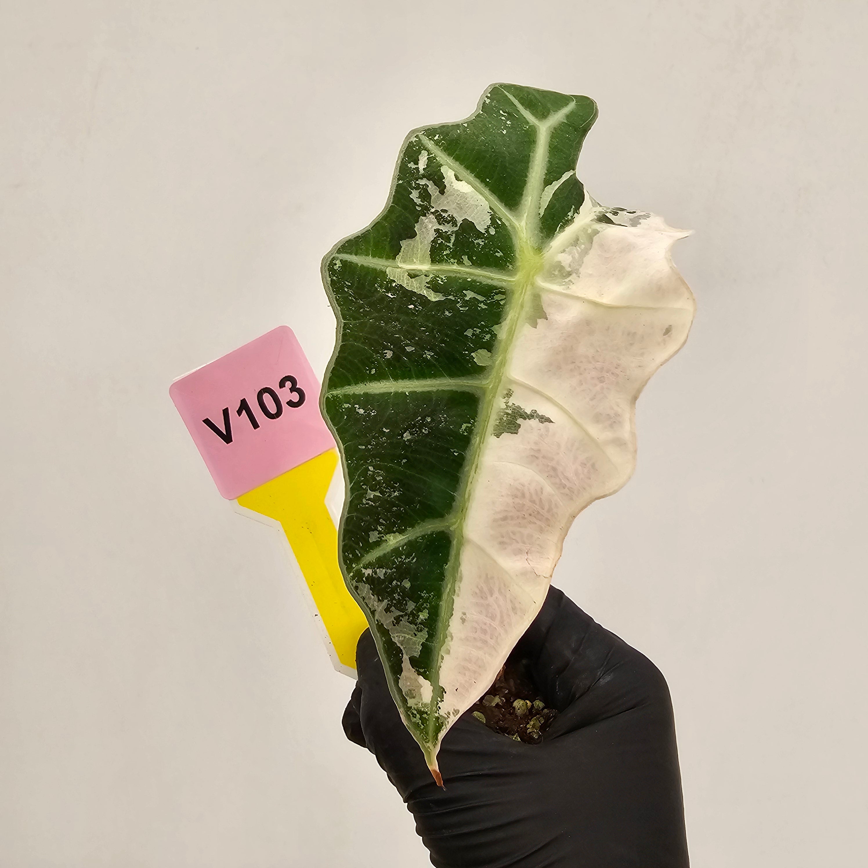 Alocasia Polly 'Snowflake Brocade'