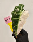 Alocasia Polly 'Snowflake Brocade'
