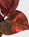 Philodendron erubescens Black Cardinal F. Variegata