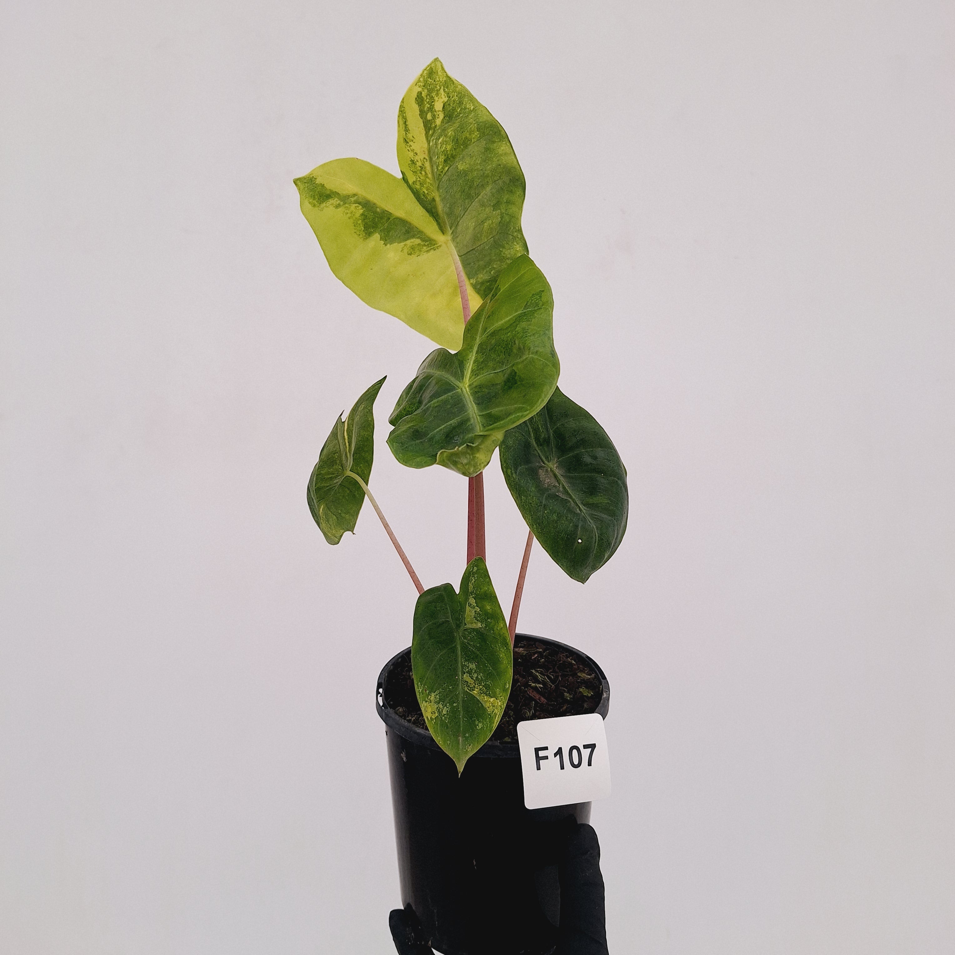 Alocasia 'Morocco' Variegated - SALE